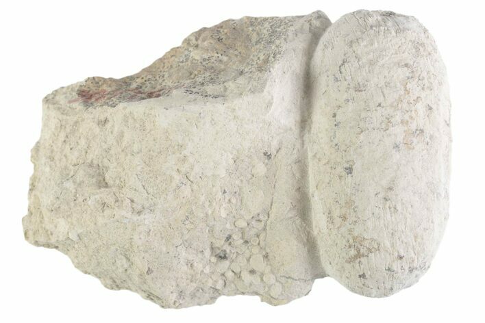Eocene Fossil Crocodile Egg - Bouxwiller, France #366873